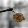 Last Leaf