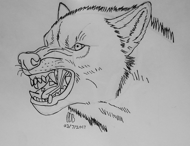 Angry Wolf In Pen