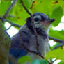 Beautiful Blue Bird