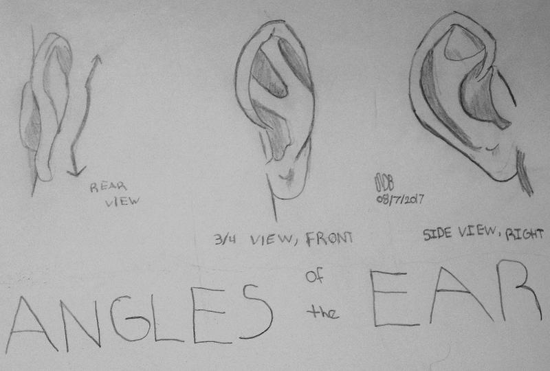 Ear Angle Study by WowLovely88 on DeviantArt