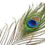 Peacock Feather 1