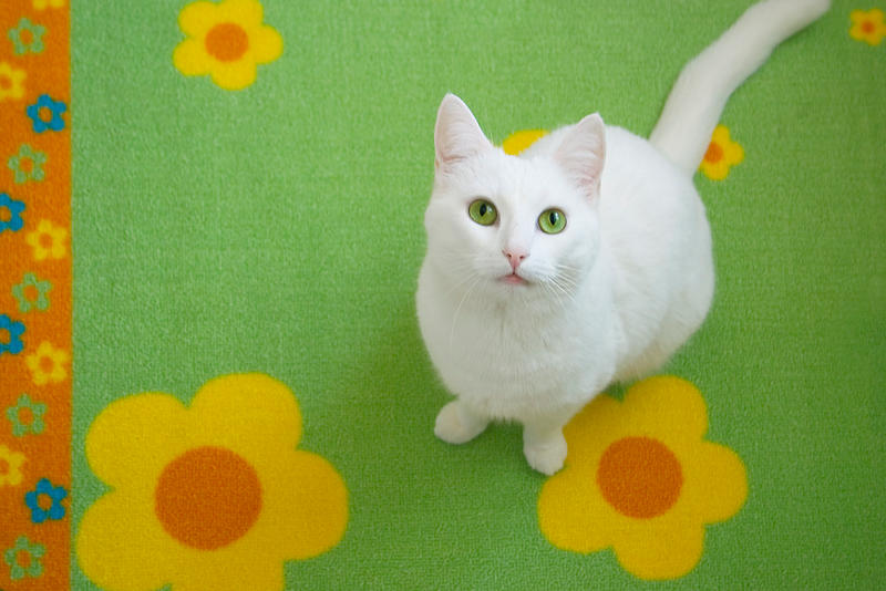 Flowers and a Kitty