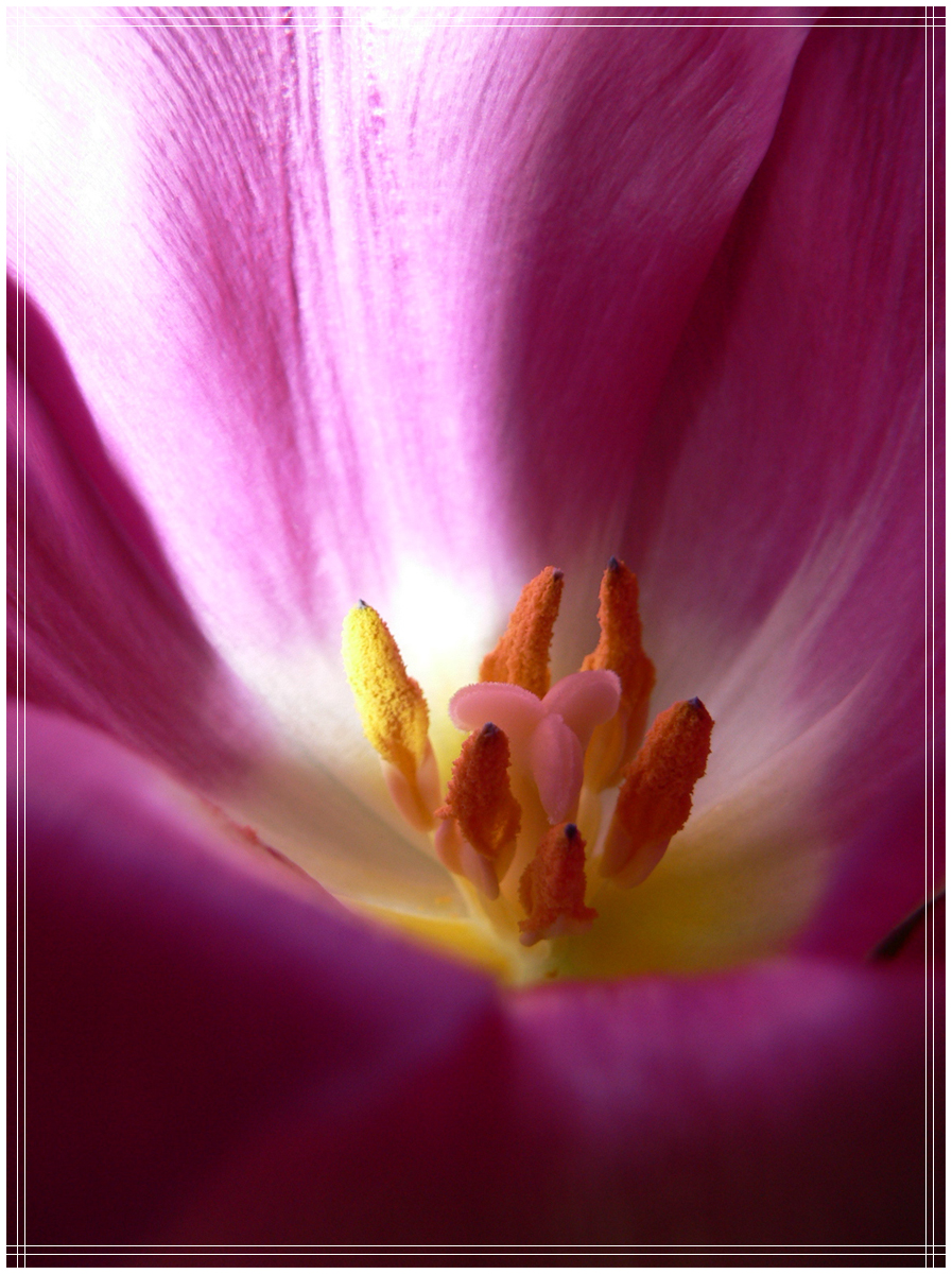 Beaty Inside of Flower