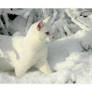 White Snow + White Cat I