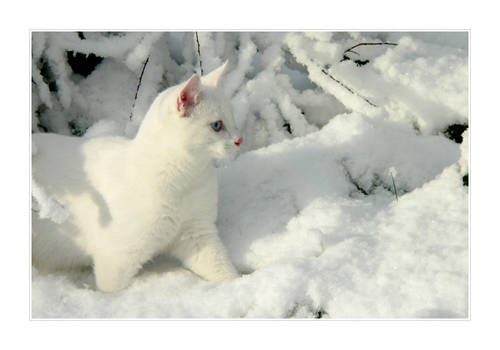 White Snow + White Cat I