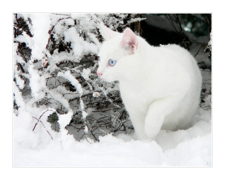 White Snow + White Cat II