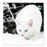 White Snow + White Cat III