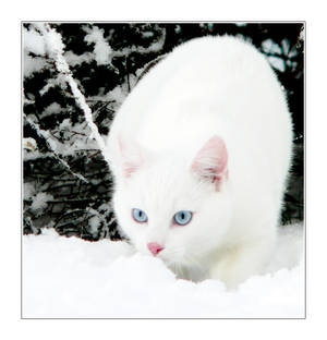 White Snow + White Cat III