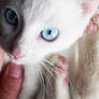 Sweet Little Kitten-close up