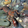 Crawdad