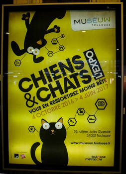 Chiens And Chats