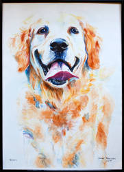 Golden retriever