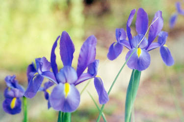 bearded iris