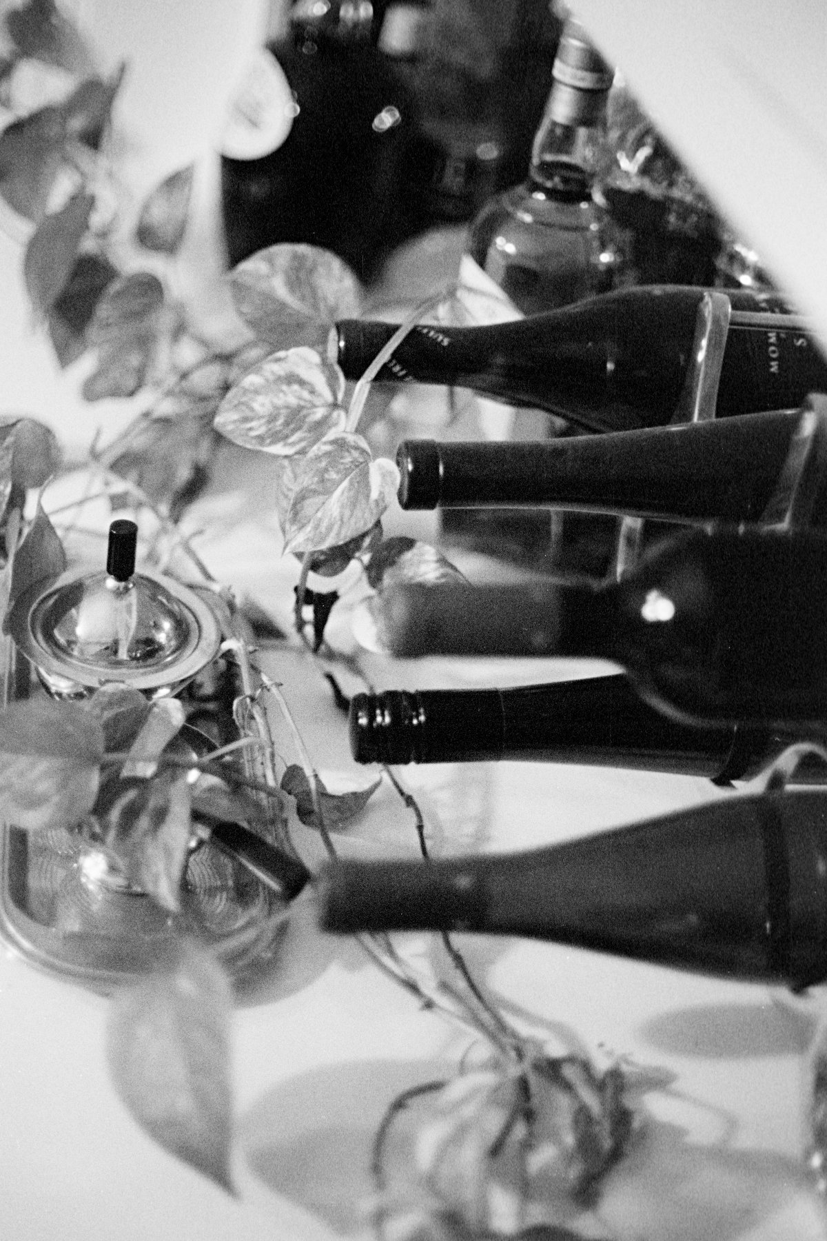 Wine with houseplant vine by poofygoof