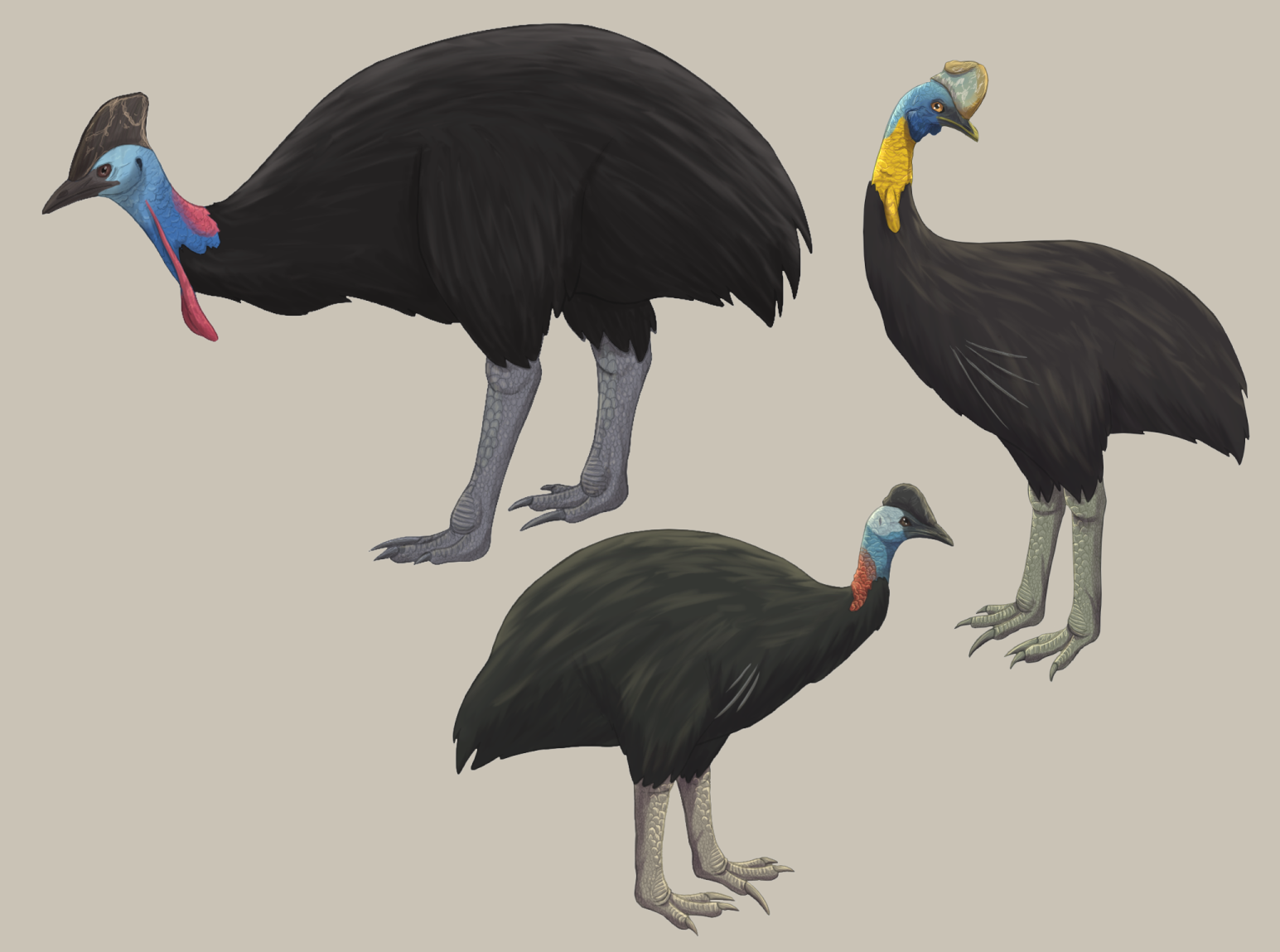 Cassowaries by Cairina-Creatures on DeviantArt
