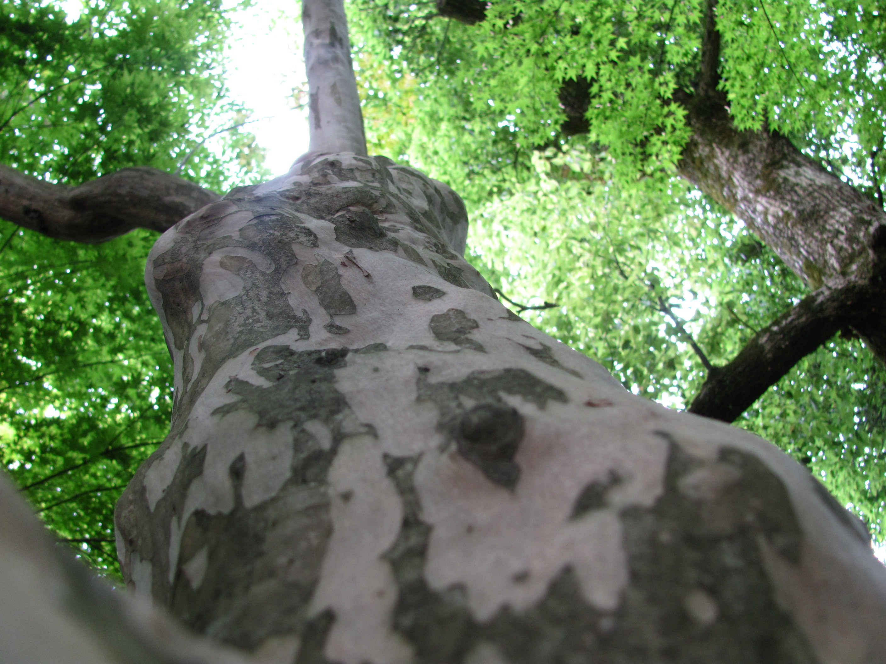 Looking Up The Tree