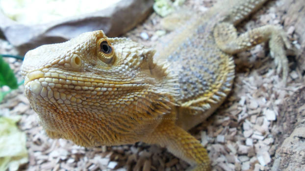 Bearded Dragon