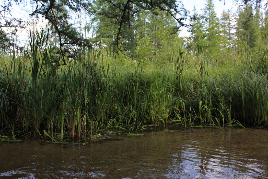 cattails by ElmByTheRiver on DeviantArt