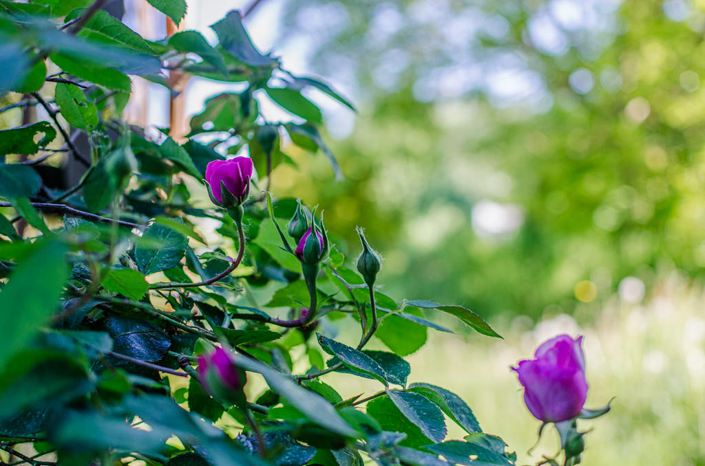 Rose buds