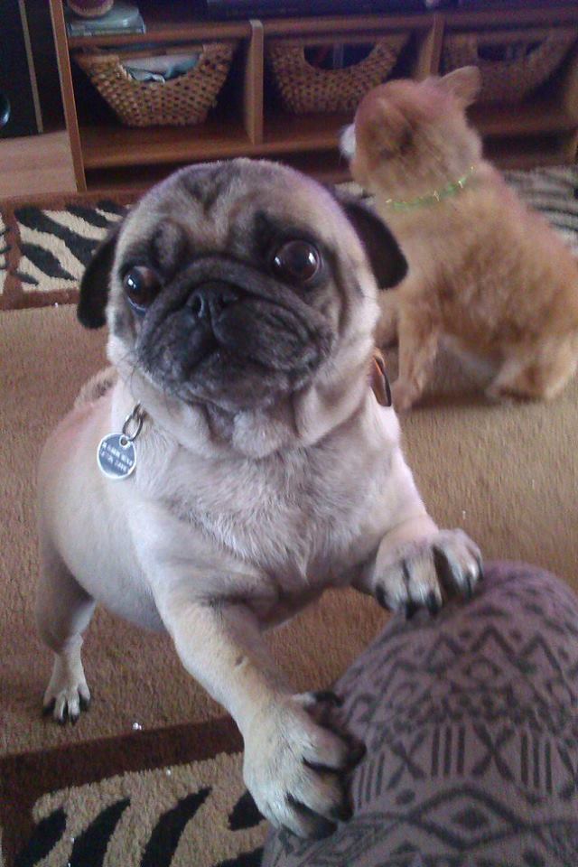 Begging Pug