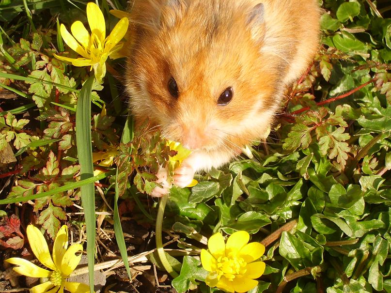 Tilly eating Flowers