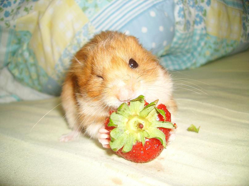 Tilly loves Strawberries