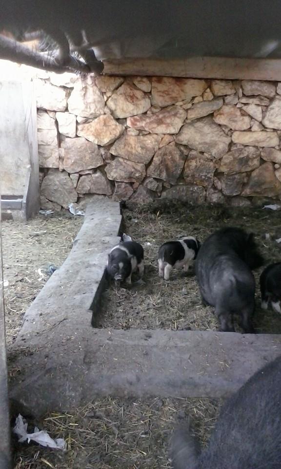 Piglets!! *O*