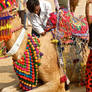 Pushkar Camel Fair 2015 , Rajasthan - India