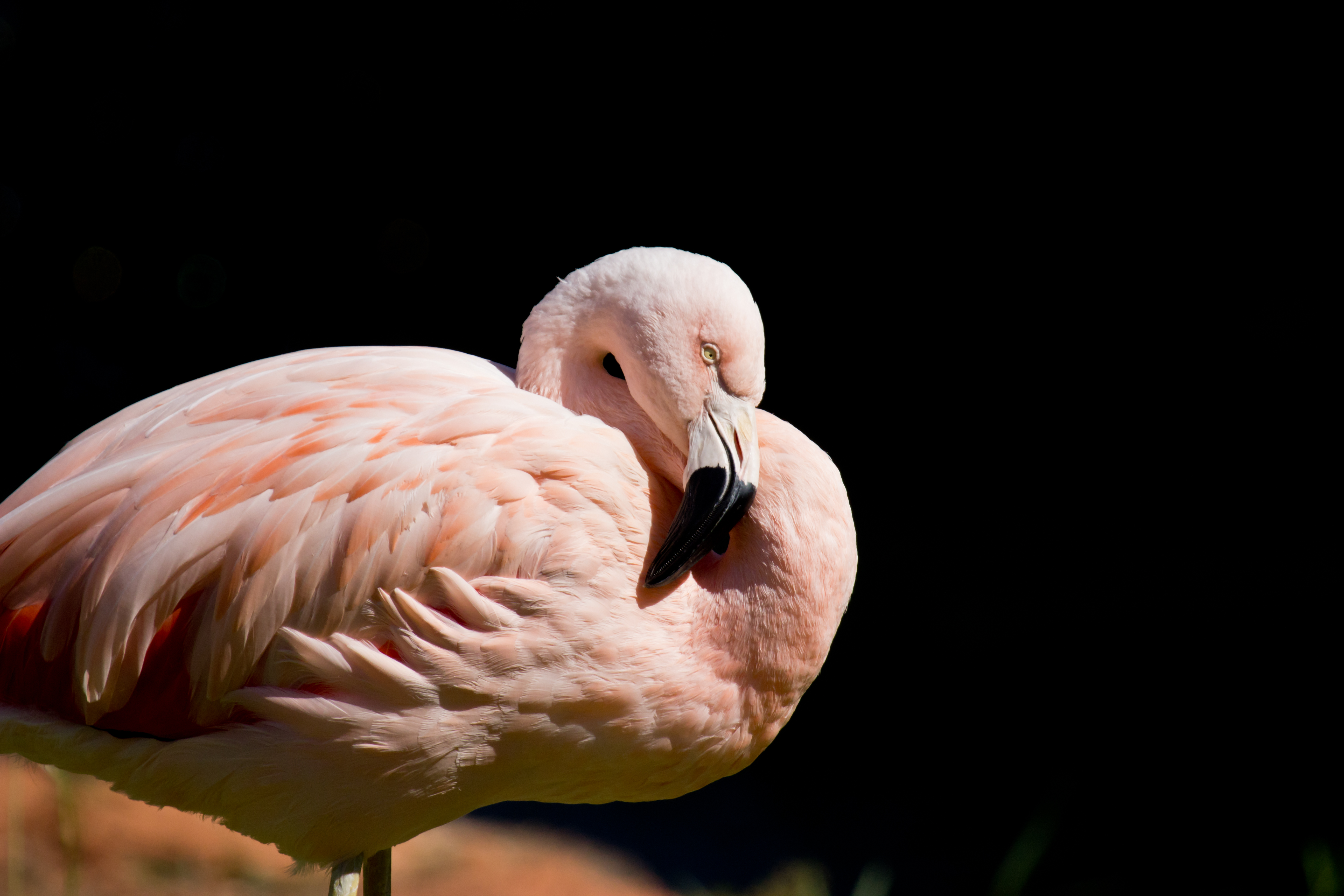 Chilean Flamingo