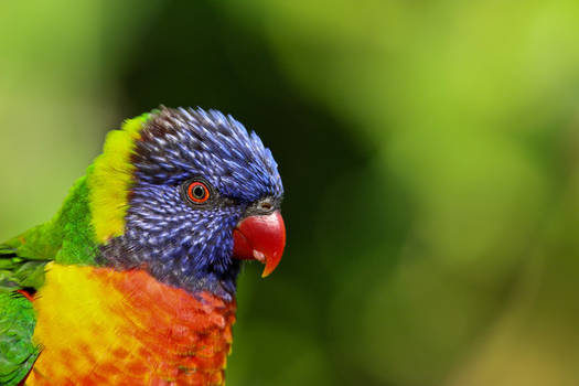 Lorikeet