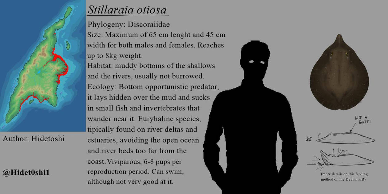 Stillia Stillaraia otiosa by Hidetoshi1 on DeviantArt