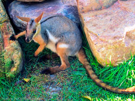 Wallaby Wonder