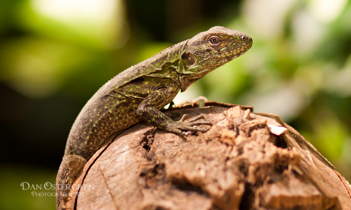 Iguana, I think