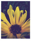 sunflower by Hunkatko