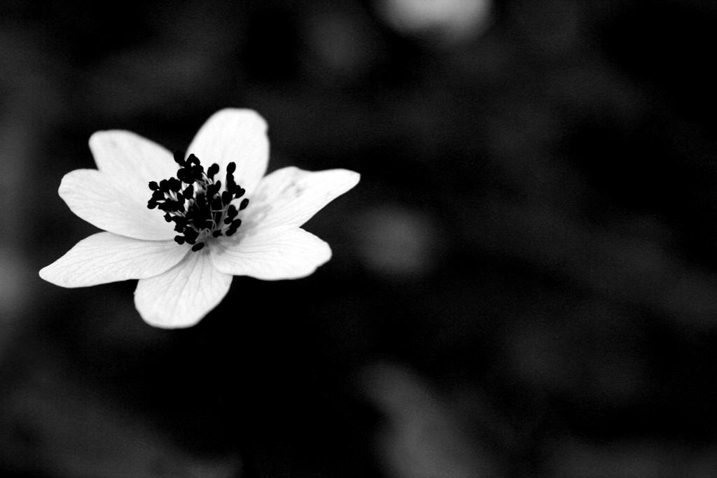 Black Flower By Picture Bandit On DeviantArt black-flower-by-picture-bandit-on-deviantart