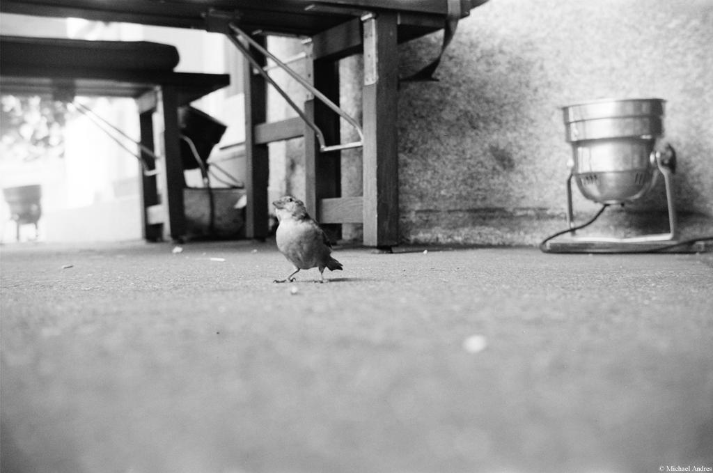 Film - XCVIII - little bird