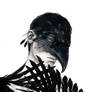 The Crow