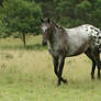 Appaloosa Canter Towards