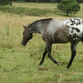 Appaloosa Trot Away