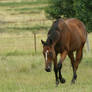 Bay Thoroughbred Walk Towards