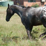 Appaloosa Leap/Buck