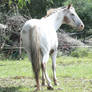 Appaloosa Rump On / Looking back- Varnish/fewspot