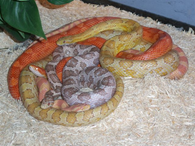 CORN SNAKE RAINBOW