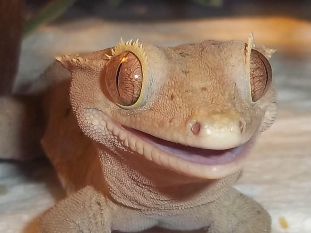 Grumpy Gecko THE HAPPY GECKO by Heather-Chrysalis on DeviantArt