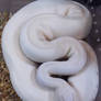 IVORY ROYAL PYTHON