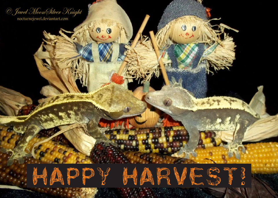 HARVEST KISSING GECKOS