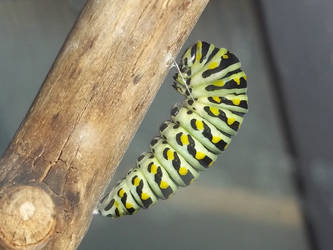 BLACK SWALLOWTAIL CATERPILLAR