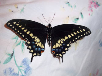 Beautiful Male Black Swallowtail