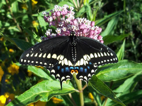 Black Swallowtail Butterfly in the garden