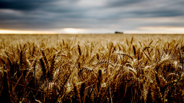 Grain field